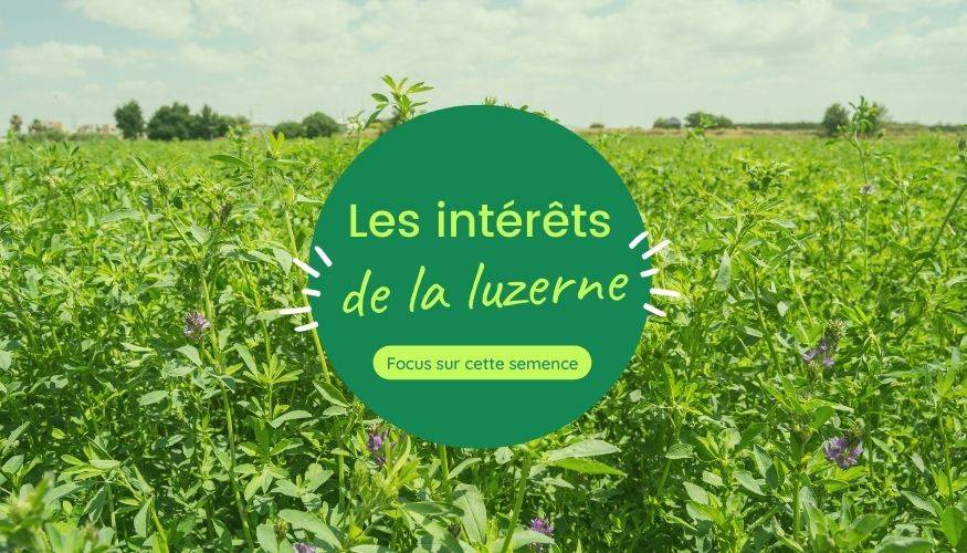 Luzerne: Semence de prairie polyvalente